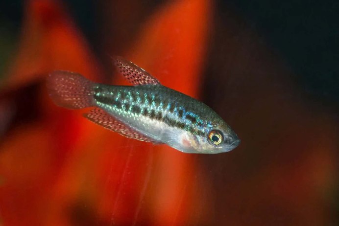Trichopsis vittata