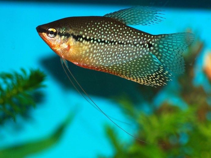Гурами карликовый Trichopsis pumila