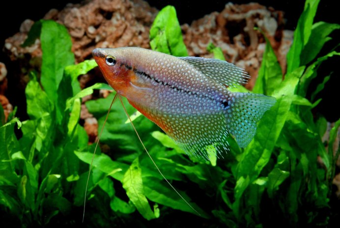 Гурами карликовый Trichopsis pumila