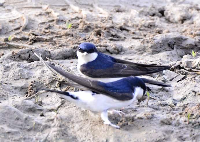 Городская Ласточка птицы