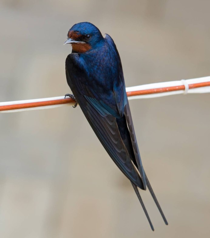 Деревенская Ласточка – Hirundo Rustica