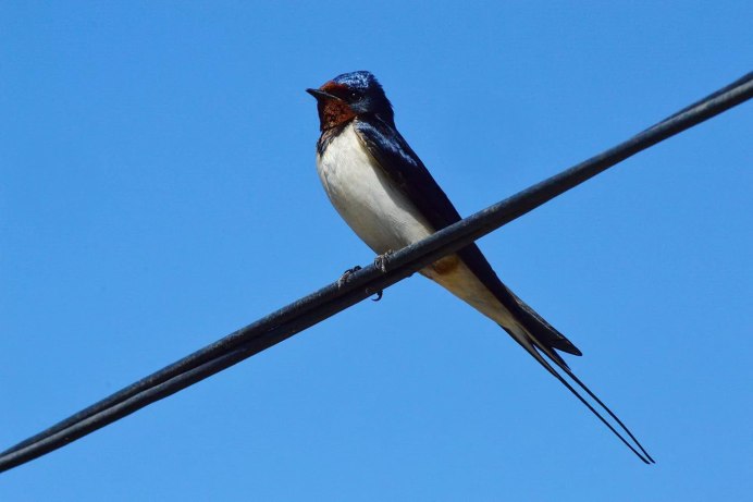 Насекомоядные птицы Ласточка