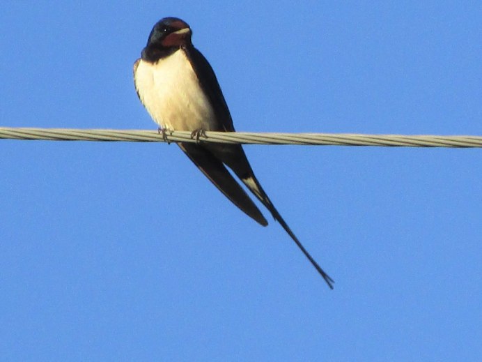 Деревенская Ласточка – Hirundo Rustica