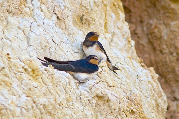 Андская Ласточка