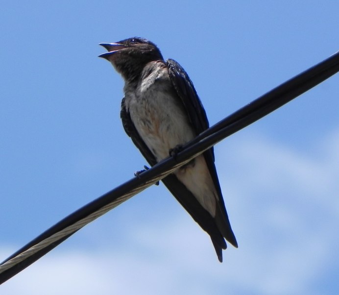Деревенская Ласточка или Касатка
