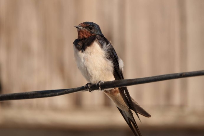 Ласточка городская (Delichon urbicum)