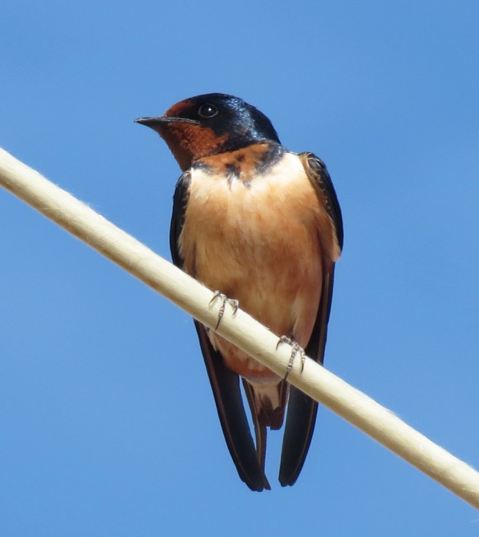 Ласточка– деревенская Ласточка