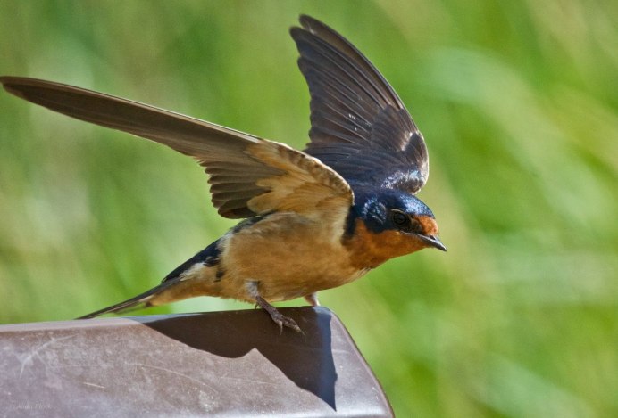 Ласточка хвост птицы