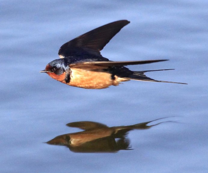 Хохлатый Клехо