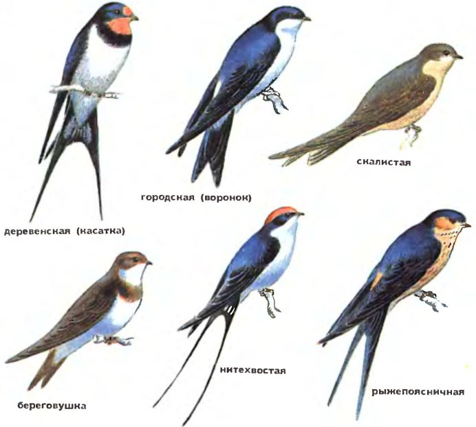 Виды ласточек