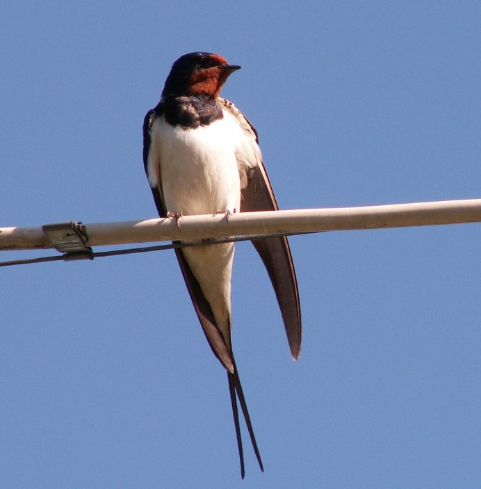 Ласточка городская (Delichon urbicum)