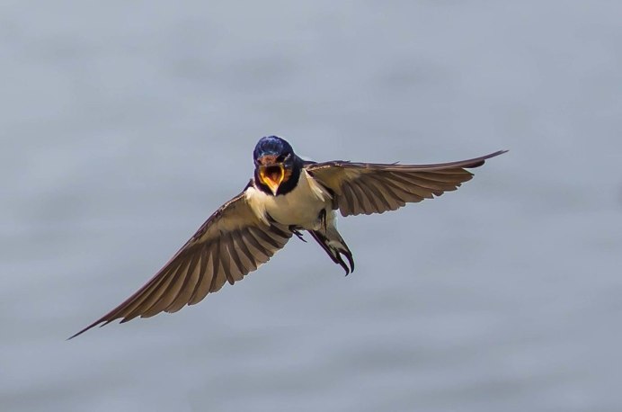 Ласточка касаточка птица