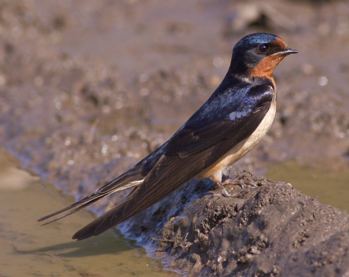 Ласточка городская Перелетная птица