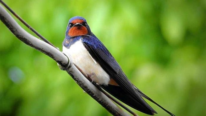 Пятнистогрудая Ласточка