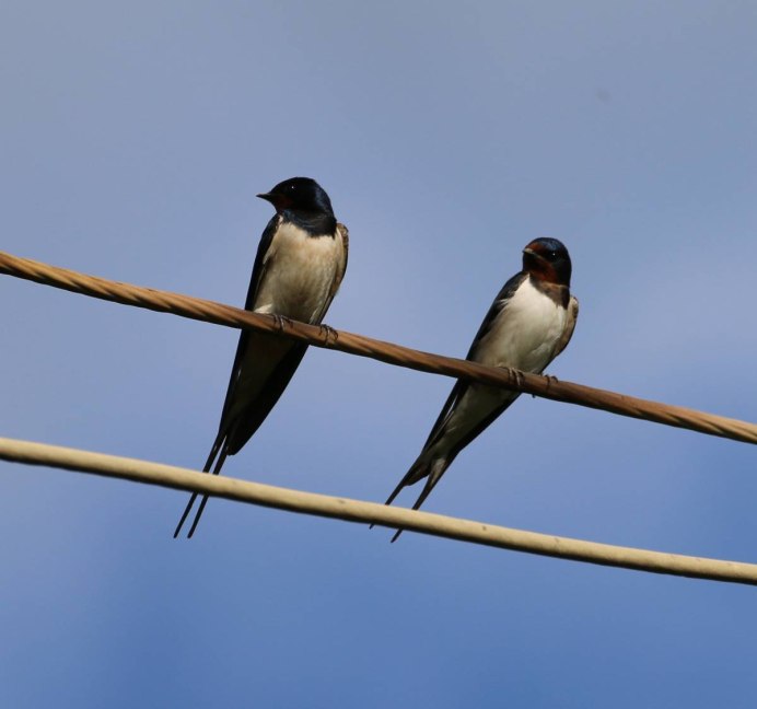 Семейство Ласточковые