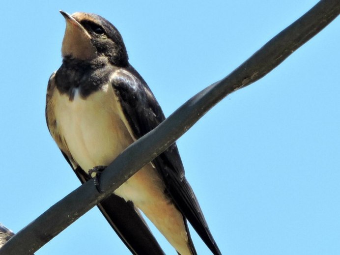 Насекомоядные птицы Ласточка