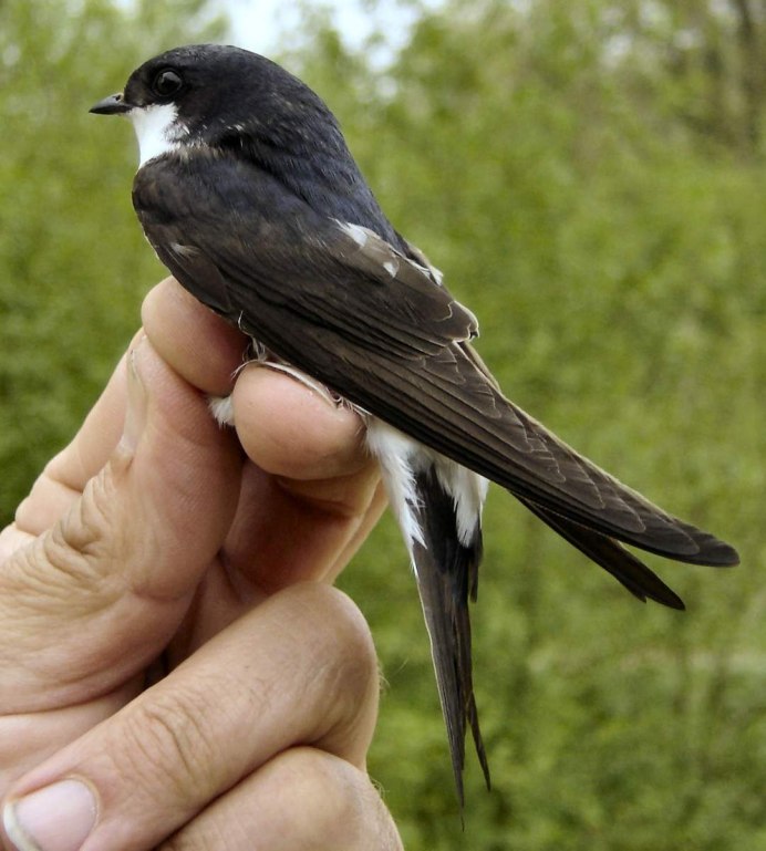 Ласточка птица