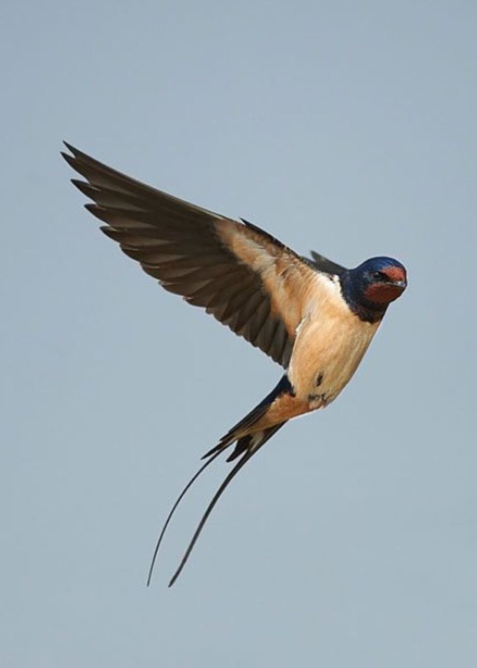 Деревенская Ласточка – Hirundo Rustica