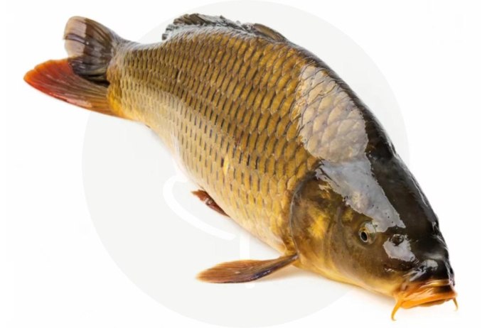 Сазан (Cyprinus Carpio)