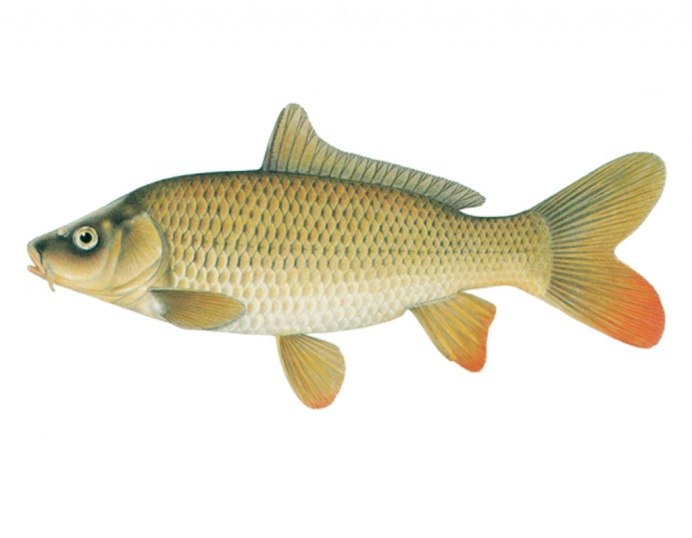 Сазан (Cyprinus Carpio)