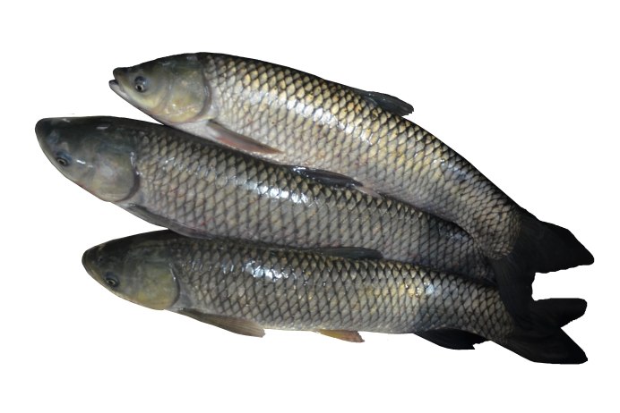 Cyprinus yunnanensis