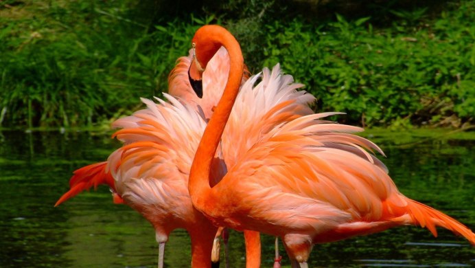 Серый Фламинго