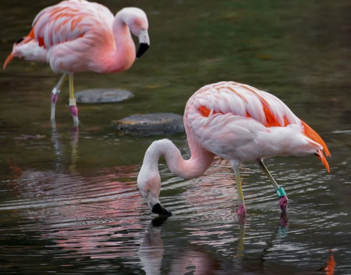 Фламинго в Венесуэле