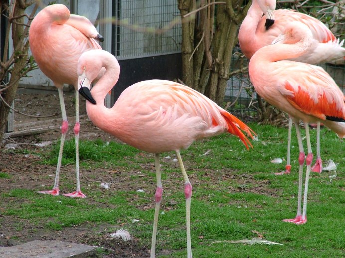 Фламинго Северной Америки