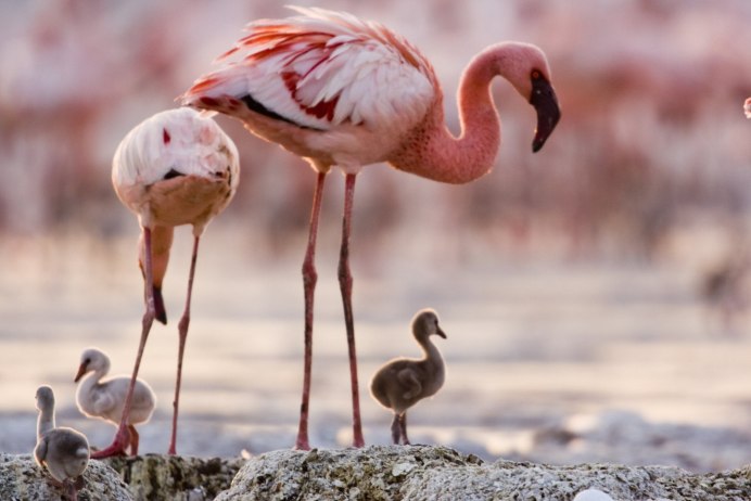 Черный Фламинго фото