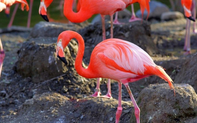 Гнездо Фламинго