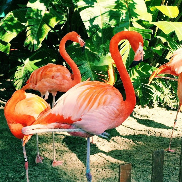 Среда обитания Фламинго розового