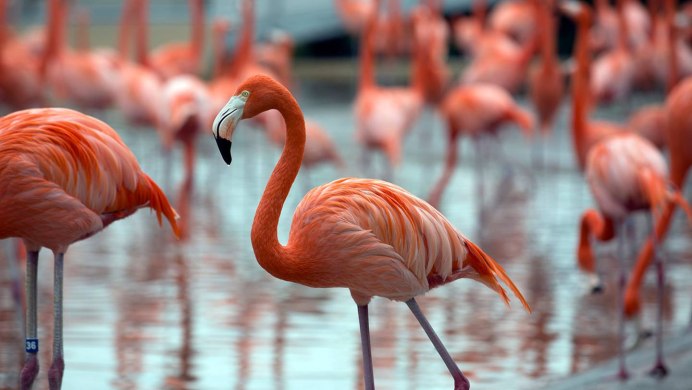 Обыкновенный Фламинго