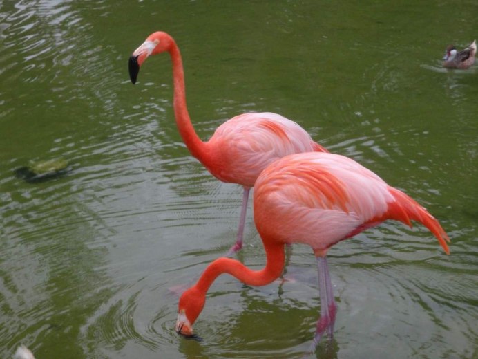 Фламинго обыкновенный розовый