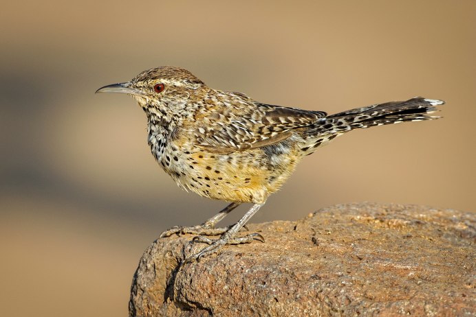 Дрозд-деряба (turdus viscivorus)