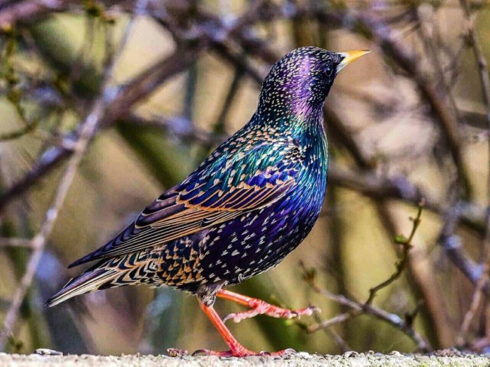 Скворец обыкновенный ‒ Sturnus vulgaris (l., 1758)