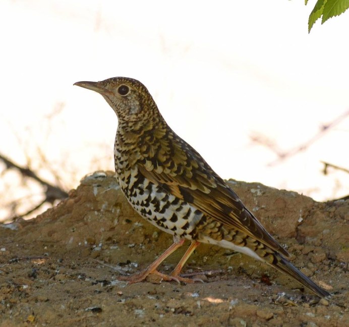Золотой шилоклювый дятел