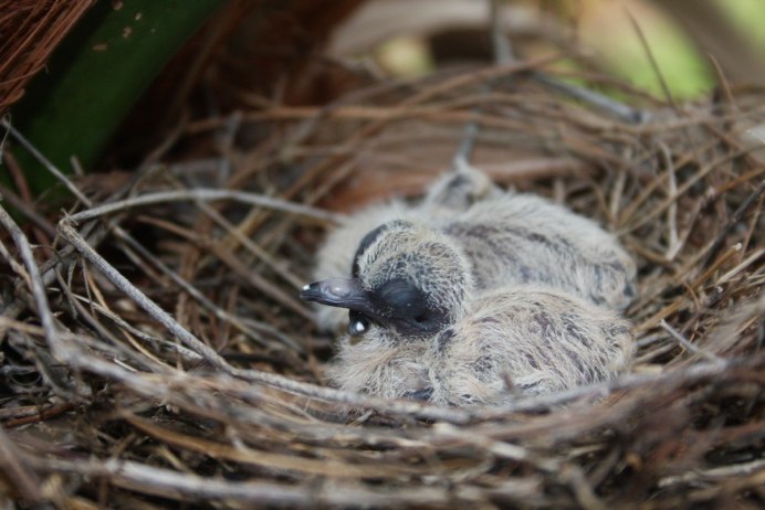 Bonasa umbellus