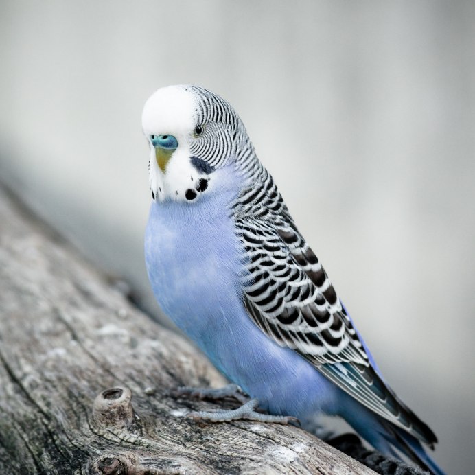 Волнистый попугайчик голубой