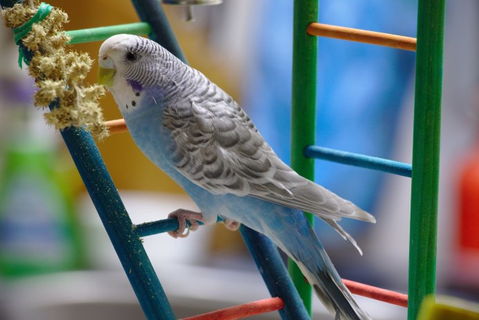 Антрацитовый волнистый попугай