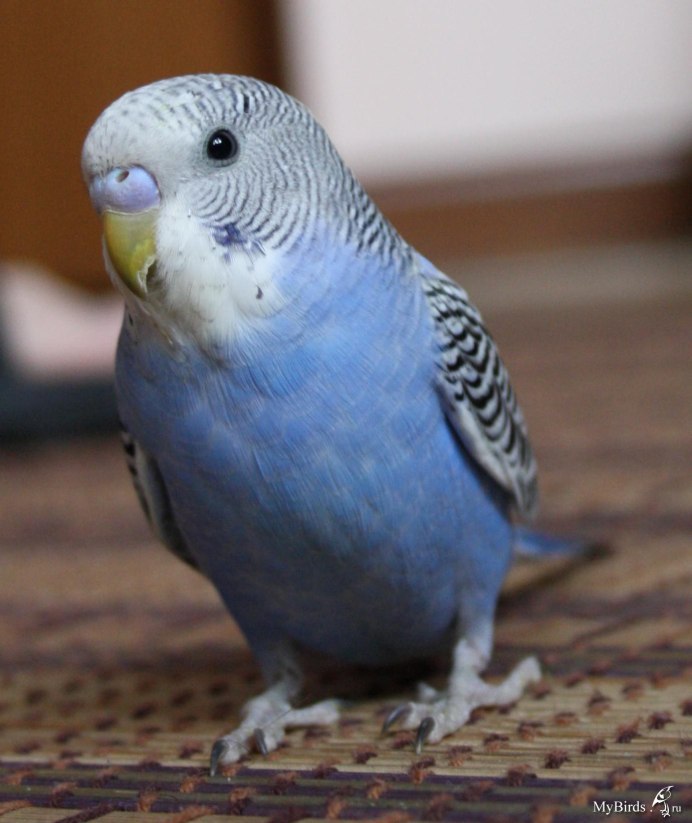 Попугай волнистый голубой
