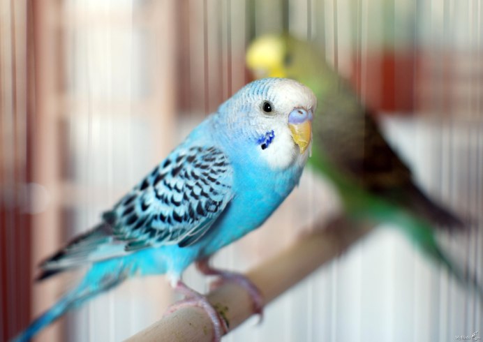 Маленькие волнистые попугайчики