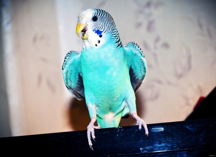 Голубой волнистых попугайчиков в клетке