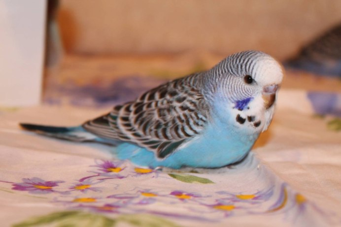 Волнистый попугайчик синий