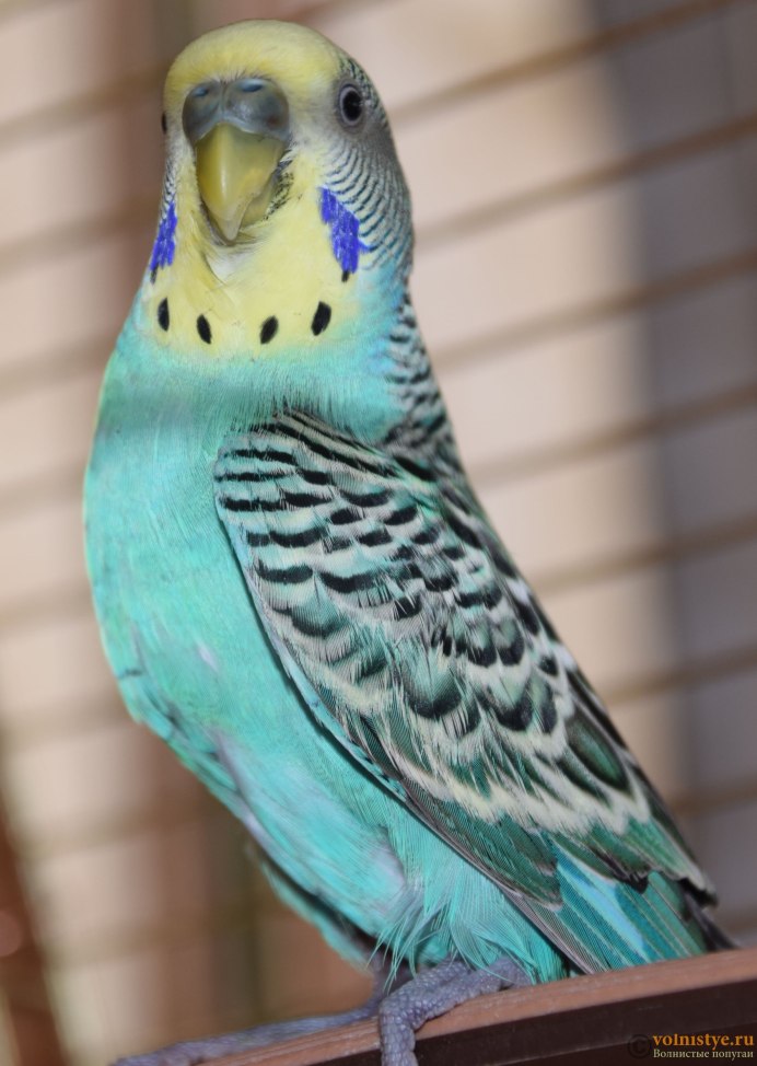 Волнистый попугайчик голубой