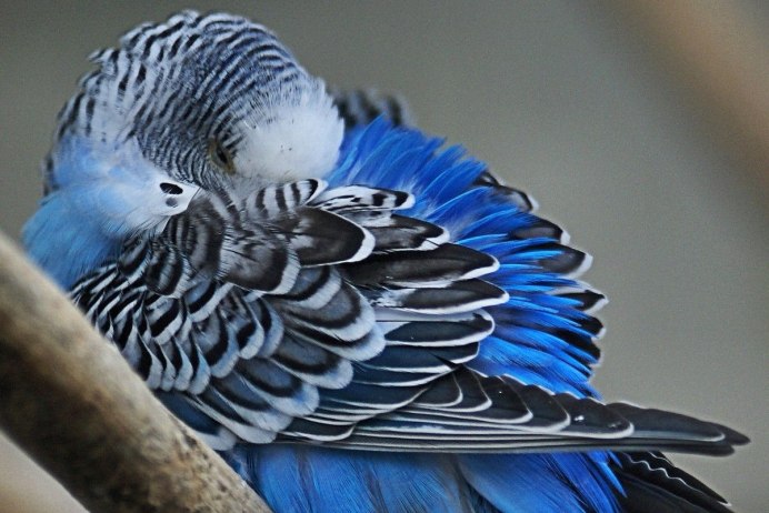 Волнистый попугайчик синий