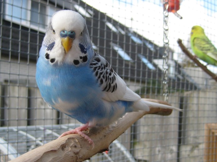 Волнистый попугайчик голубой