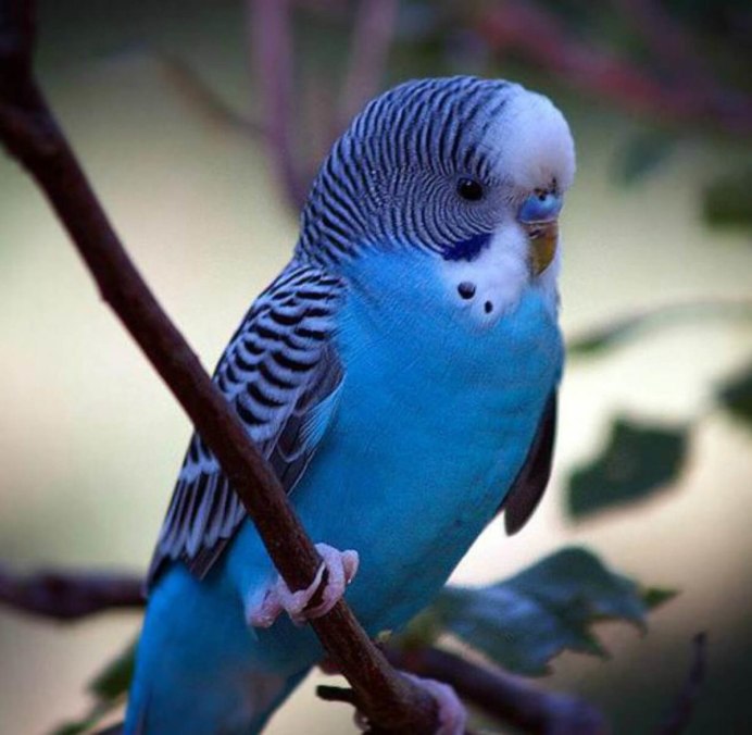 Волнистый попугай белый