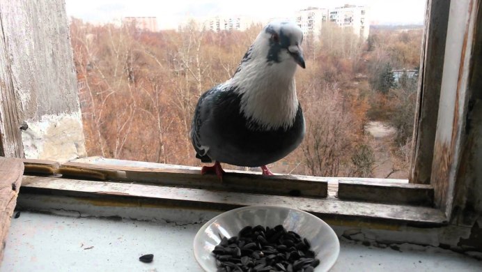 Вороны на улице