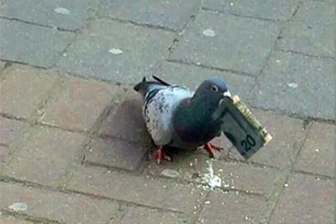 Голубь на подоконнике
