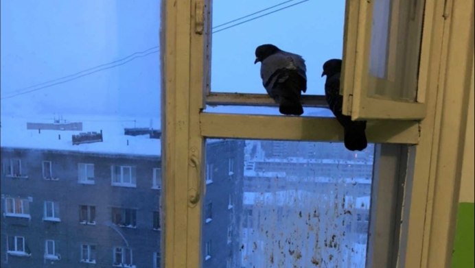 Гнездо голубя